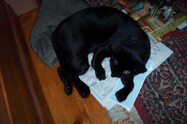 gimp sleeping.jpg