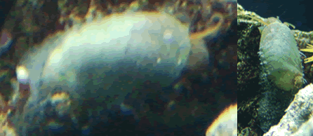 MysterySnail.gif MysterySnail.gif