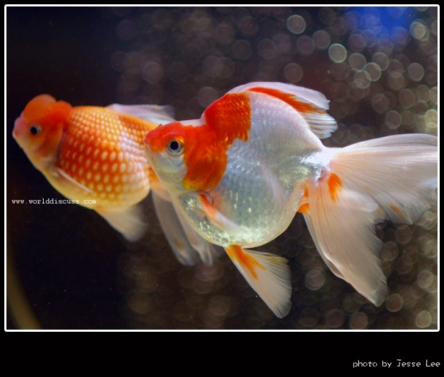 goldfish09.jpg
