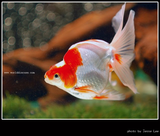 goldfish11.jpg