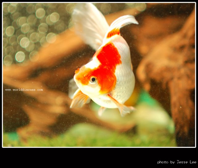goldfish12.jpg
