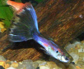 fav guppy.JPG fav guppy.JPG
