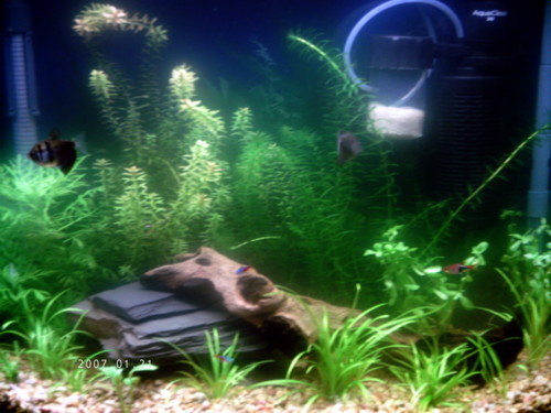 tank12107.JPG