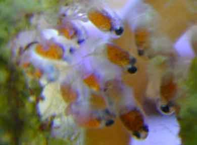 clownfish-eggs.jpg