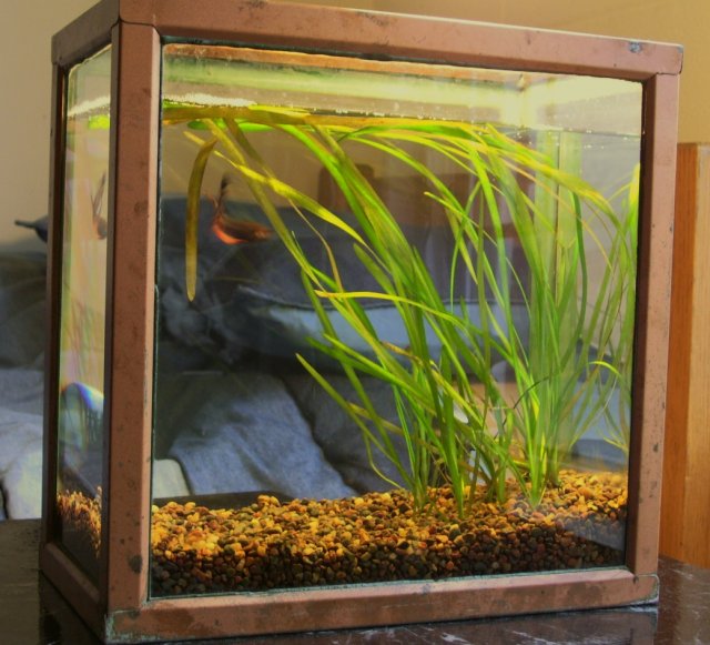 Betta tank.jpg Betta tank.jpg