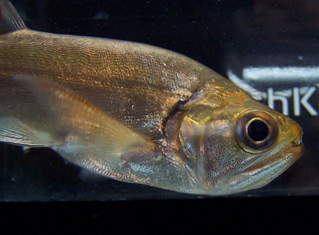 payara3.jpg