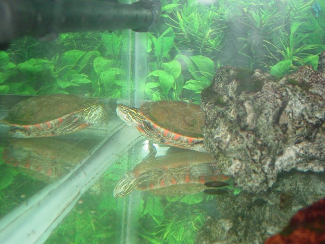 Tanks 003.jpg