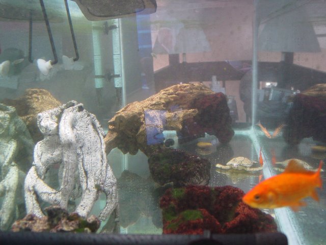 Tanks 005.jpg