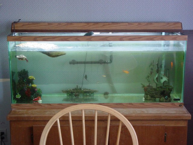 Tanks 007.jpg
