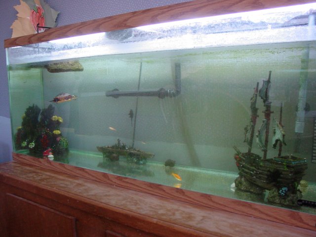 Tanks 009.jpg