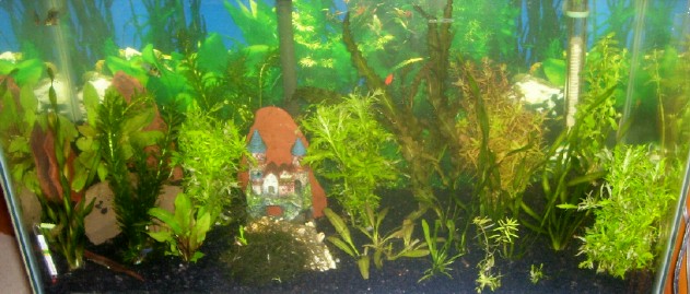 finaly a planted tank.jpg finaly a planted tank.jpg