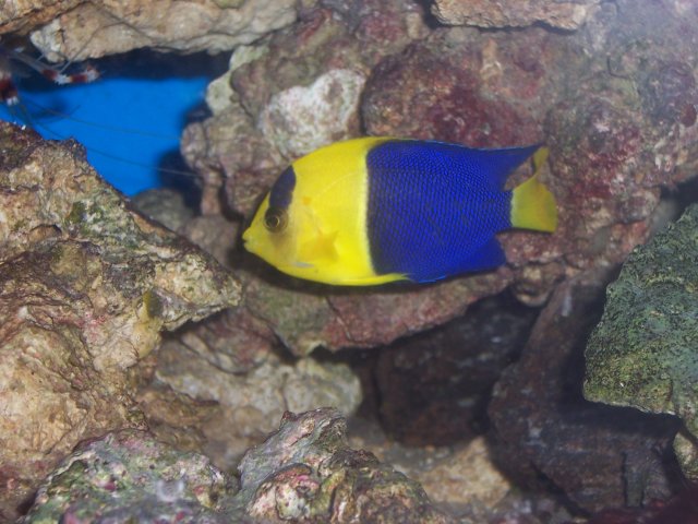 Bi-color angel 031.JPG