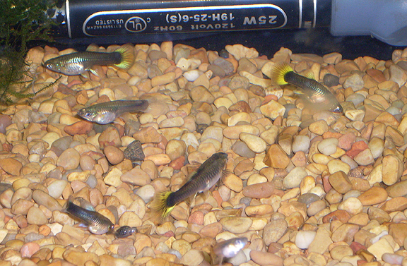 femaleguppies.jpg