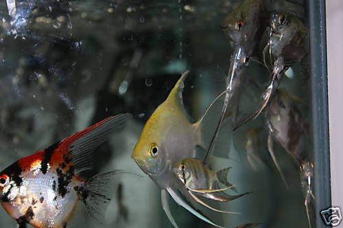 angelfish group.jpg