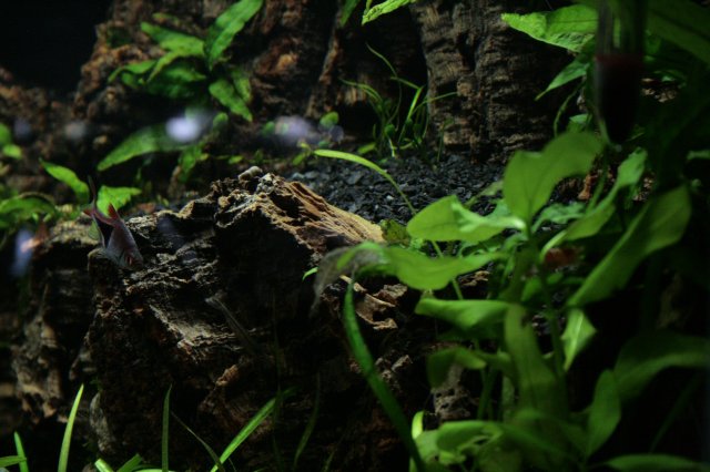_MG_1334.JPG