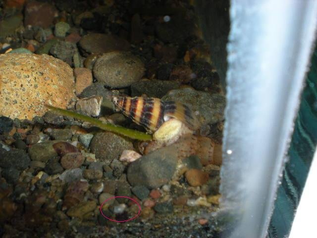 Laying eggs2.JPG