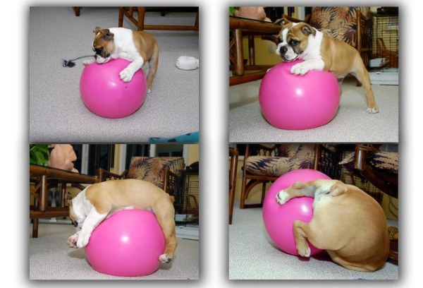 bump-dogball.jpg