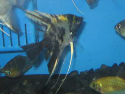 veiled_angelfish_2.jpg