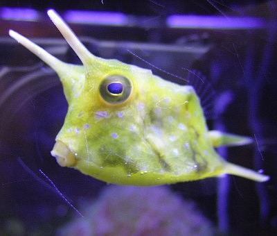 cowfish.jpg