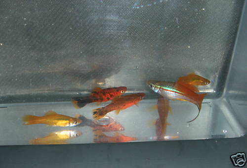 assorted swordtails.jpg assorted swordtails.jpg