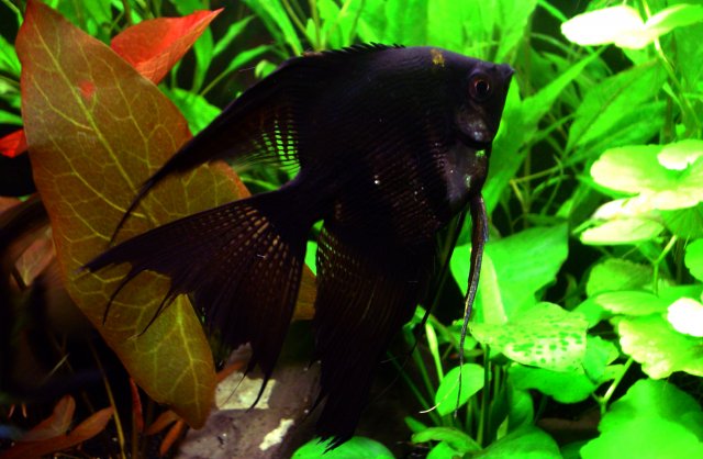 DD Black Angel3w.jpg