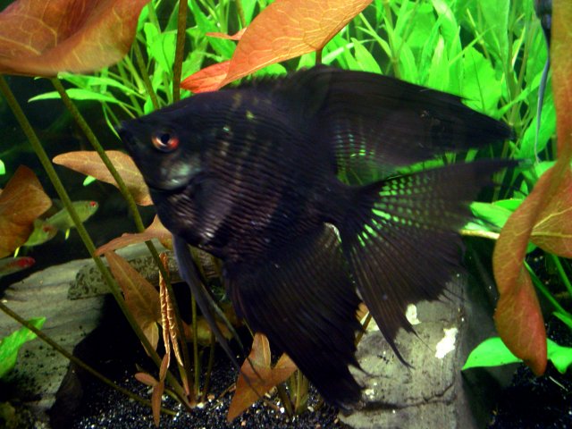 DD Black Angel 2.jpg