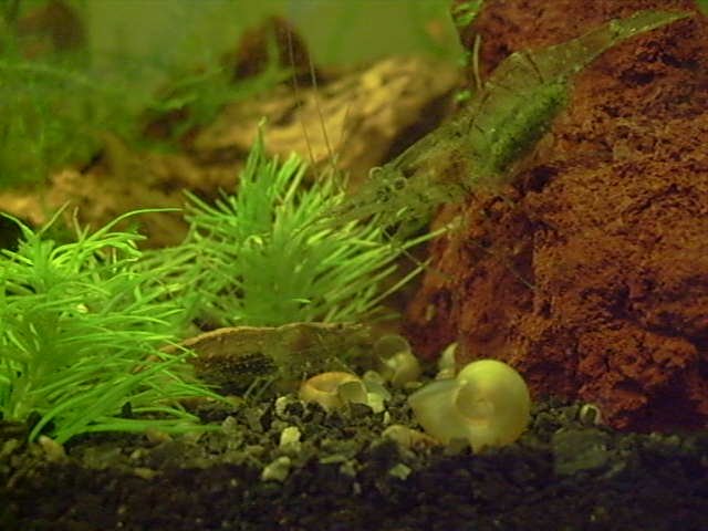 S7301442 Mommas 2.JPG