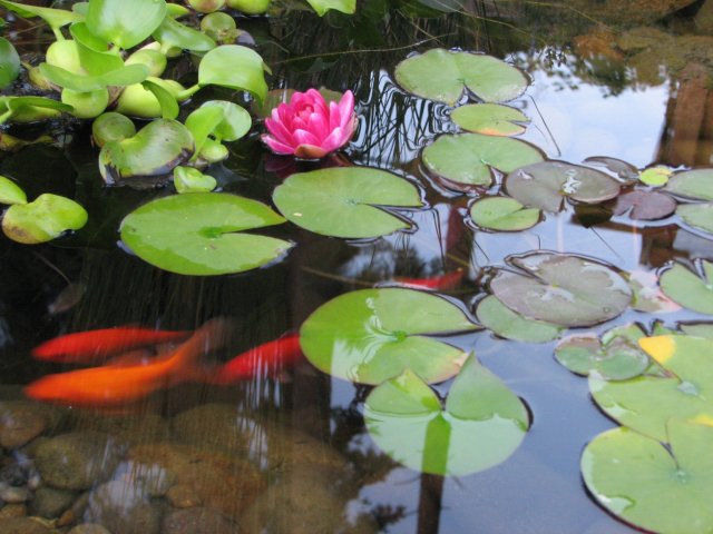 cd_fs_264707.jpg