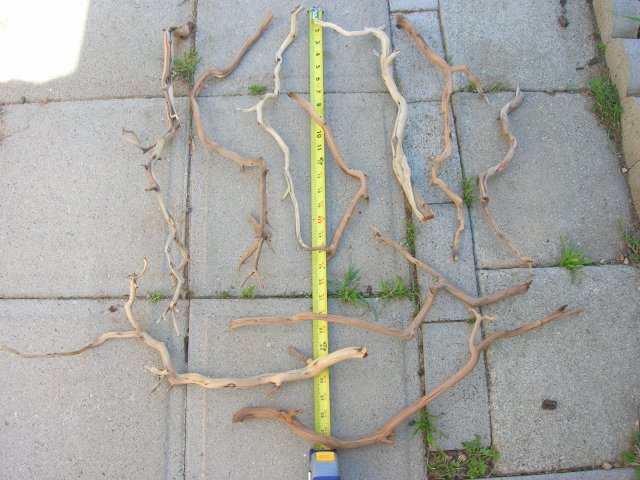 DSCN4096.JPG