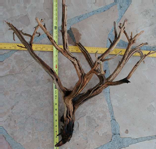 LRG STUMP 18 UPSIDE DOWN0001.JPG