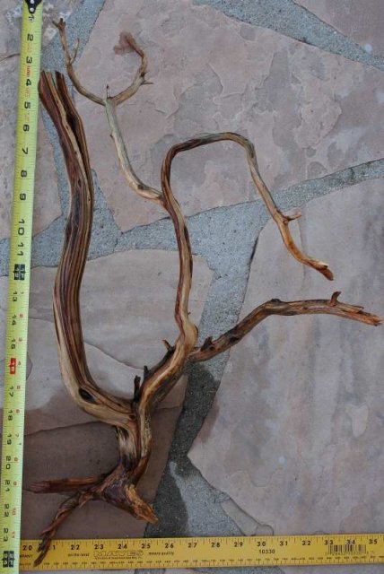 MED STUMP 20 OVERALL0001.JPG