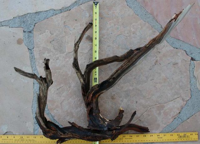 MED STUMP 17 OVERALL0001.JPG
