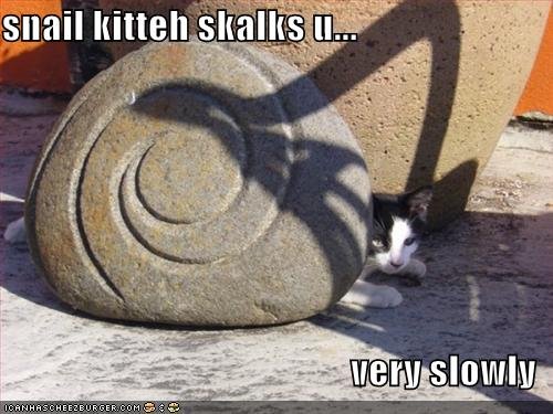 SnailKitteh.jpg SnailKitteh.jpg