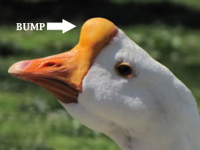 Mr--Bumpy-qpps_564608120028566_MD_jpg,285.jpg