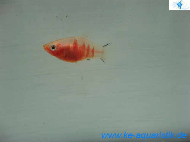 Bleeding Heart Platy.jpg