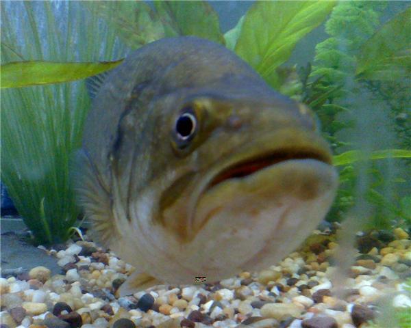 largemouth.jpg