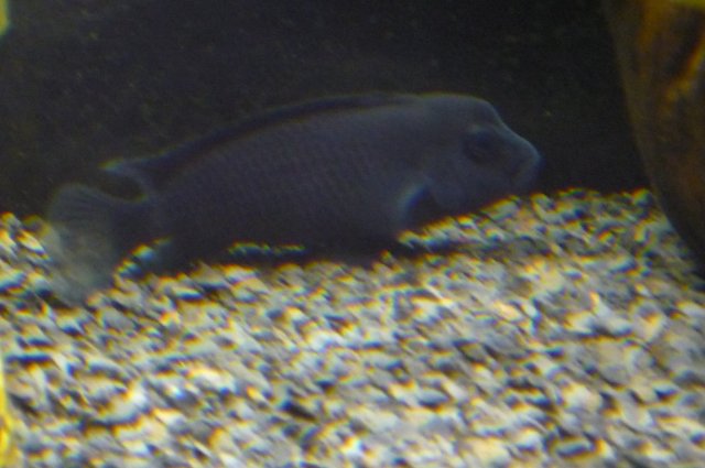 buffalohead cichlid.JPG