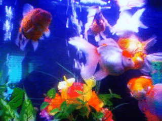 MyFish.gif