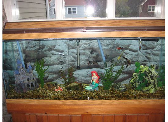 Fishtank4.jpeg