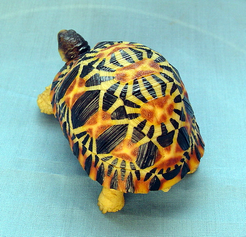 25765130vv8.jpg