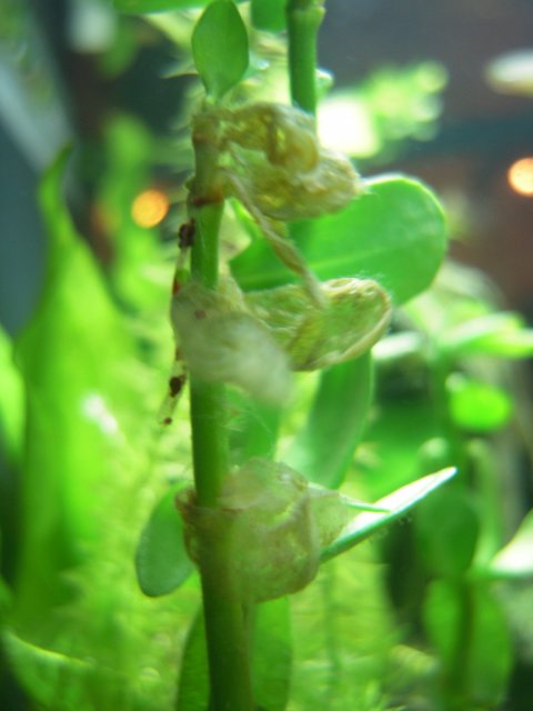 DSCN0925.JPG