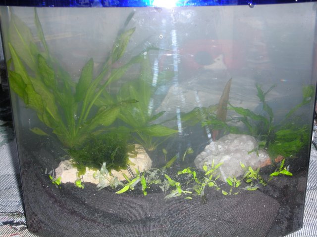 tank 2.JPG tank 2.JPG
