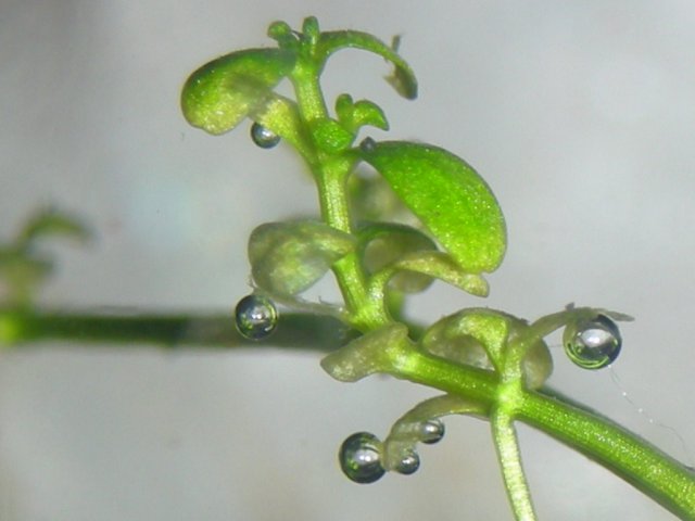 Unknown closeup 1.JPG Unknown closeup 1.JPG