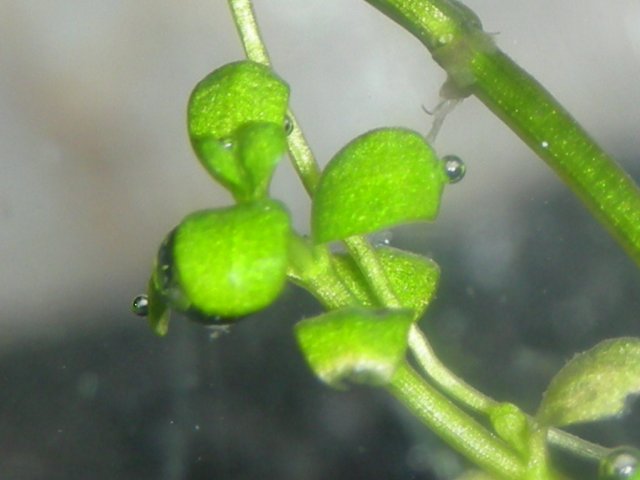 Unknown closeup 2.JPG Unknown closeup 2.JPG