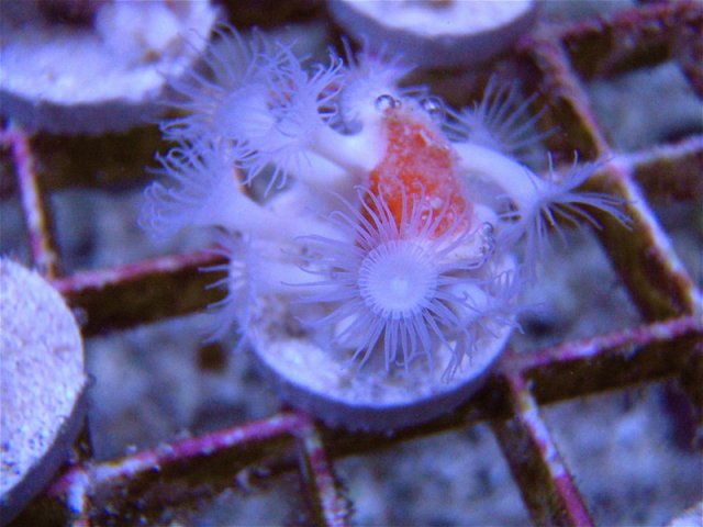 Australian Spider Sponge.jpg