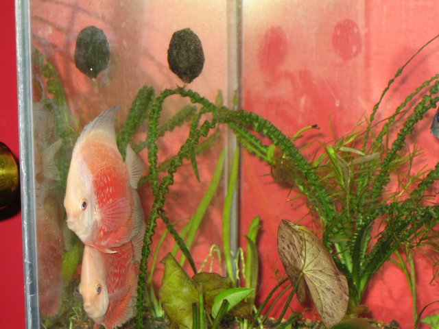 new tank 117.jpg