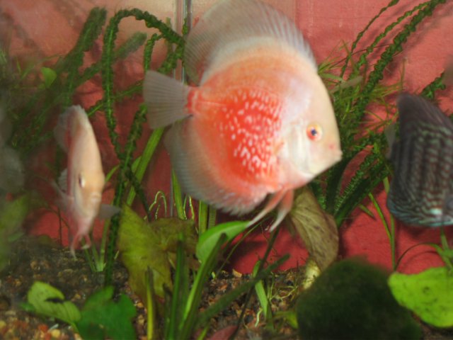 new tank 120.jpg