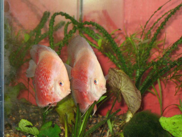 new tank 121.jpg