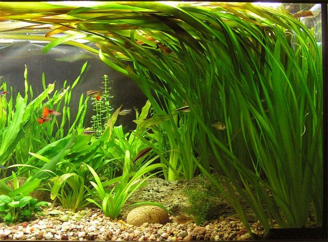 vallisneria-gigantea-02.jpg