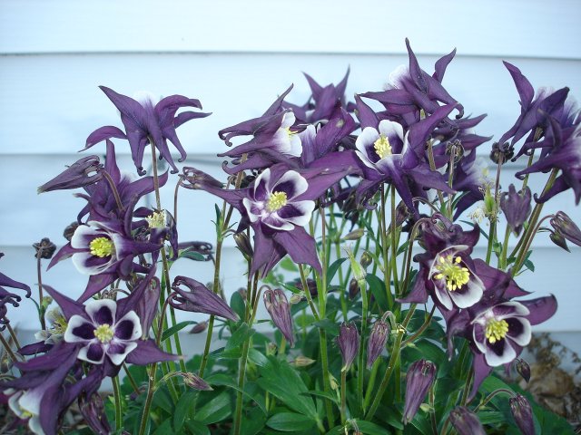 yard 025.JPG